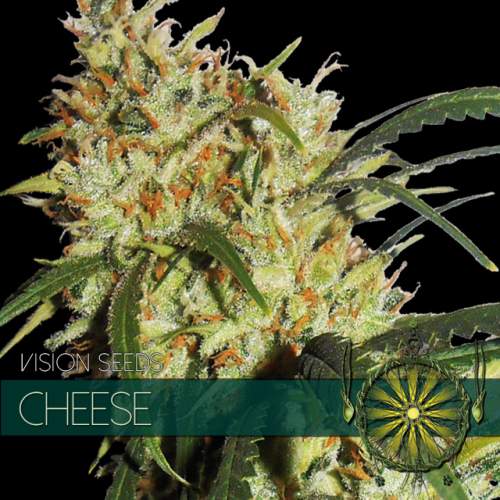 CHEESE VISION SEEDS